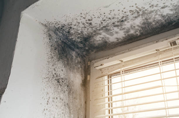 Trusted Black Mold Removal service in Millersville, MD - Cheap Mold Removal
