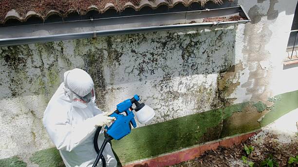 Top rated local Basement Mold Removal specialists in Millersville, MD